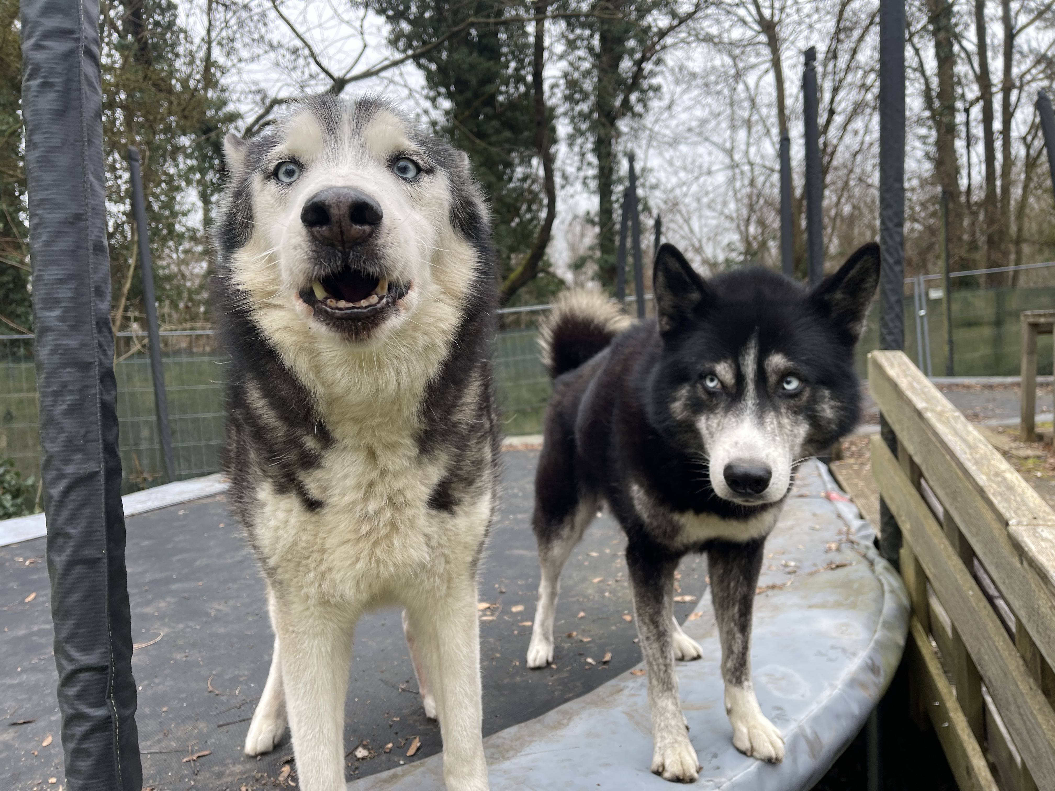 Zwei Huskys aus unserem Rudel